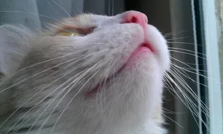 猫，可爱猫咪，猫脸，小猫，猫的，基蒂，毛茸茸