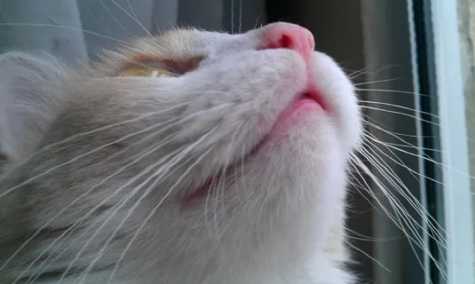 猫,可爱猫咪,猫脸,小猫,猫的,基蒂,毛茸茸 猫,可爱猫咪,猫脸,小猫,猫的,基蒂,毛茸茸