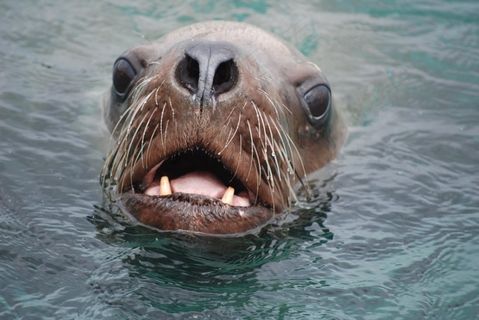 斯特勒海狮，野生动物自然，户外，头，脸