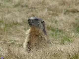 Animaux，野生动物，自然，土拨鼠，山，毛皮