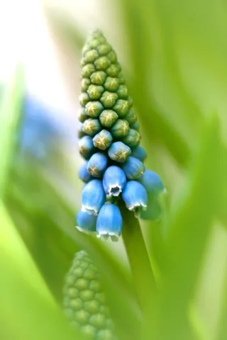 开花，蓝色，关闭，春天，性质，新光