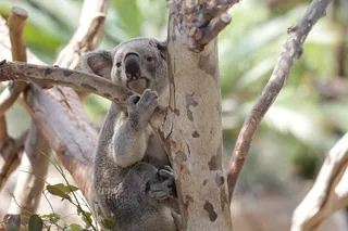 考拉，​​有袋动物，动物，野生动物，野生，动物学