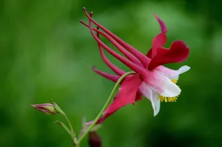 花，红色，夏天，植物，花的，绿色，盛开，叶