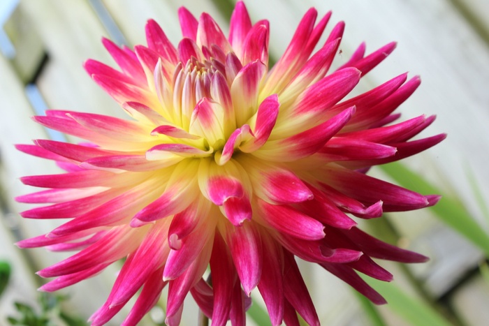 花，盛开，花园，花，植物，自然，夏天