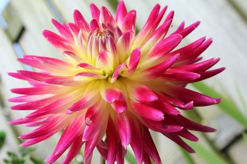 花，盛开，花园，花，植物，自然，夏天