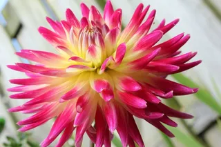 花，盛开，花园，花，植物，自然，夏天