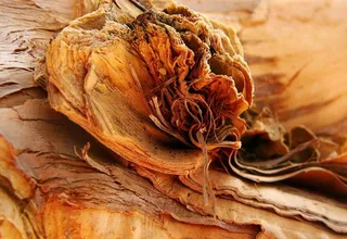 纸皮，树，树皮，有机，树干，棕色，自然