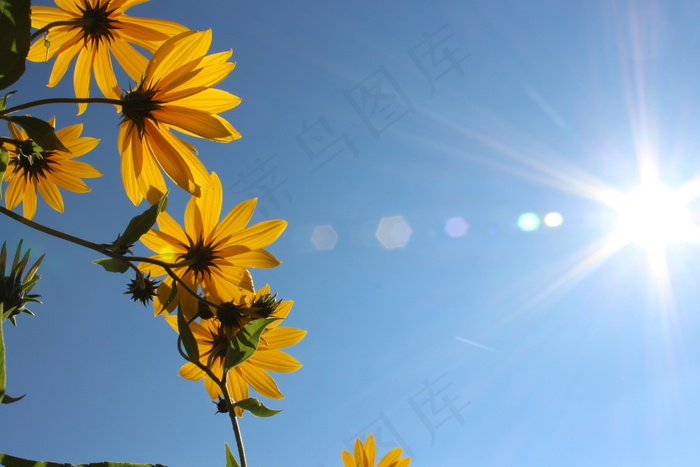 鲜花，天空，蓝色，自然，开花，春