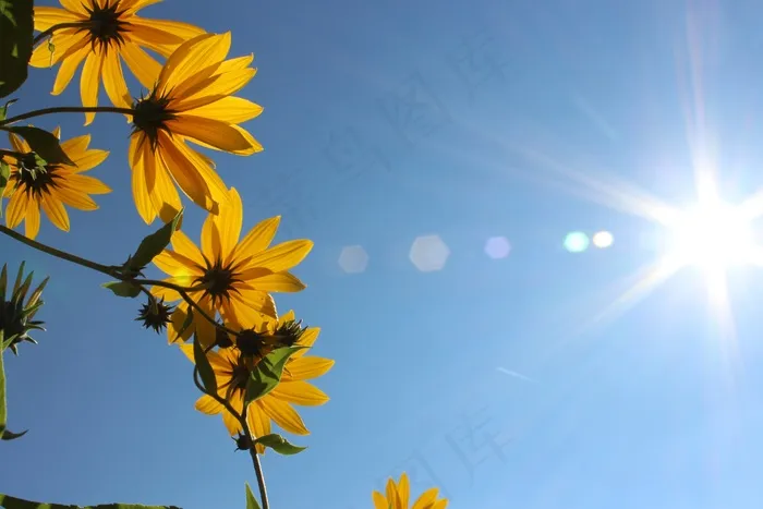 鲜花，天空，蓝色，自然，开花，春