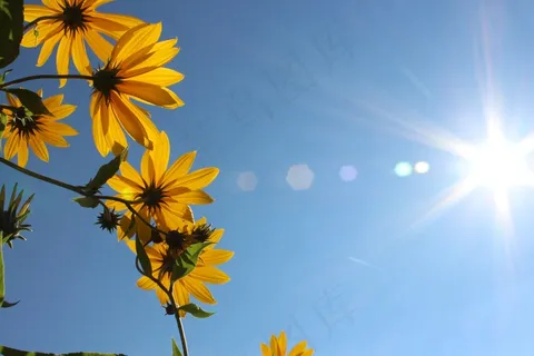 鲜花，天空，蓝色，自然，开花，春