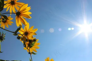 鲜花，天空，蓝色，自然，开花，春