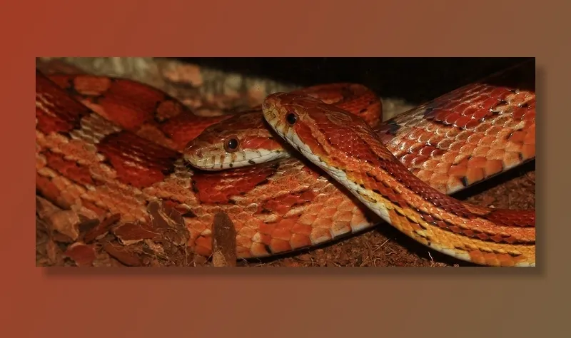 玉米蛇，蛇，Pantherophis Guttatus，Terraristik