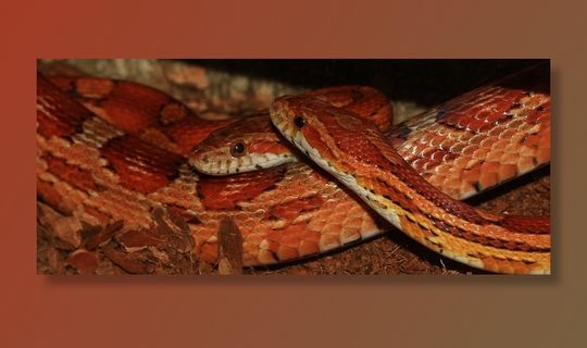玉米蛇，蛇，Pantherophis Guttatus，Terraristik