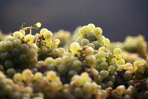 葡萄,酒,收获,阅读,秋季,性质,水果 葡萄,酒,收获,阅读,秋季,性质,水果