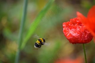 罂粟，春天，蜜蜂，红色，自然，花，昆虫