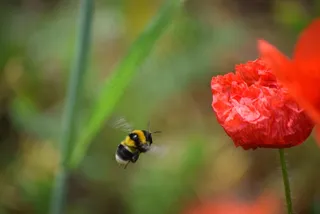 罂粟，春天，蜜蜂，红色，自然，花，昆虫