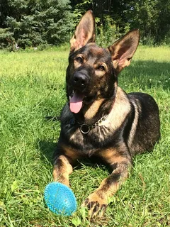 德国牧羊犬,东德黑貂牧羊犬,Gsd,幼犬 德国牧羊犬,东德黑貂牧羊犬,Gsd,幼犬