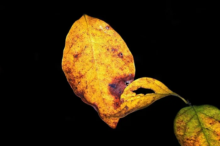 秋天，叶子，秋季，橙色，黄色，季节，自然