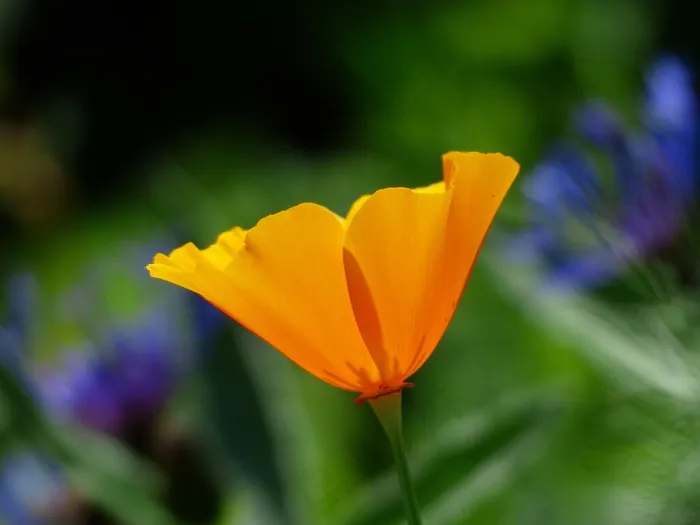 Eschscholzia Californica，罂粟，开花，盛开，植物