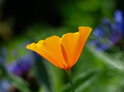 Eschscholzia Californica，罂粟，开花，盛开，植物