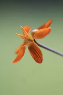 花，雄蕊，性质，植物，开花，花瓣，花的