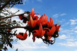Butea Monosperma，Palash，森林的火焰，印度