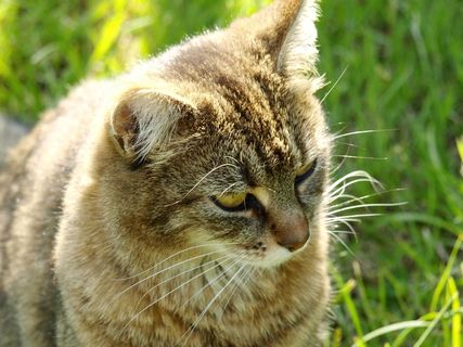 猫，宠物，Mieze，虎猫
