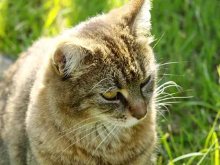 猫，宠物，Mieze，虎猫