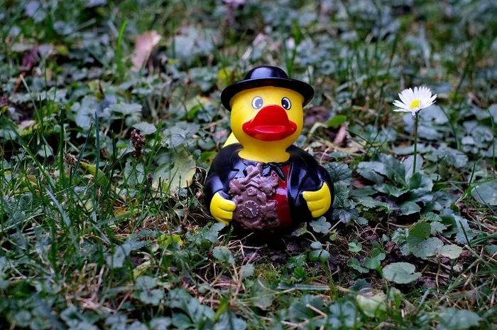 鸭，橡皮鸭，服装，黑森林，搞笑