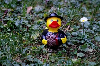 鸭，橡皮鸭，服装，黑森林，搞笑