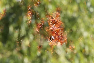秋天，红色，四季，叶子