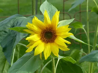 向日葵，花园，花，黄色，绿色，叶子