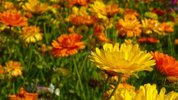 万寿菊,鲜花,Blütenmeer,花草甸 万寿菊,鲜花,Blütenmeer,花草甸