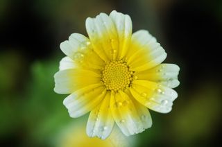 花，花的，开花，自然，春天，夏天，盛开