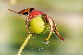 性质，植物，秋季，褪色，花，绿色，叶