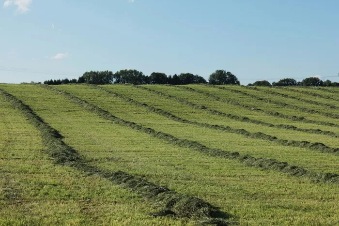 农业，田野，绿色，草地，岭，耕地