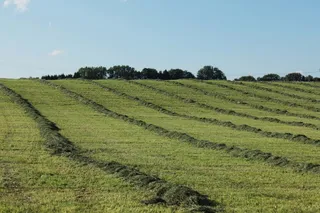 农业，田野，绿色，草地，岭，耕地
