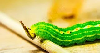 卡特彼勒，绿色，头，角，详细信息，宏，动物