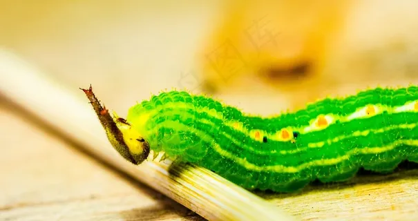卡特彼勒,绿色,头,角,详细信息,宏,动物 卡特彼勒,绿色,头,角,详细信息,宏,动物