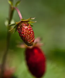 草莓,水果草莓,Owocujące,夏天 草莓,水果草莓,Owocujące,夏天
