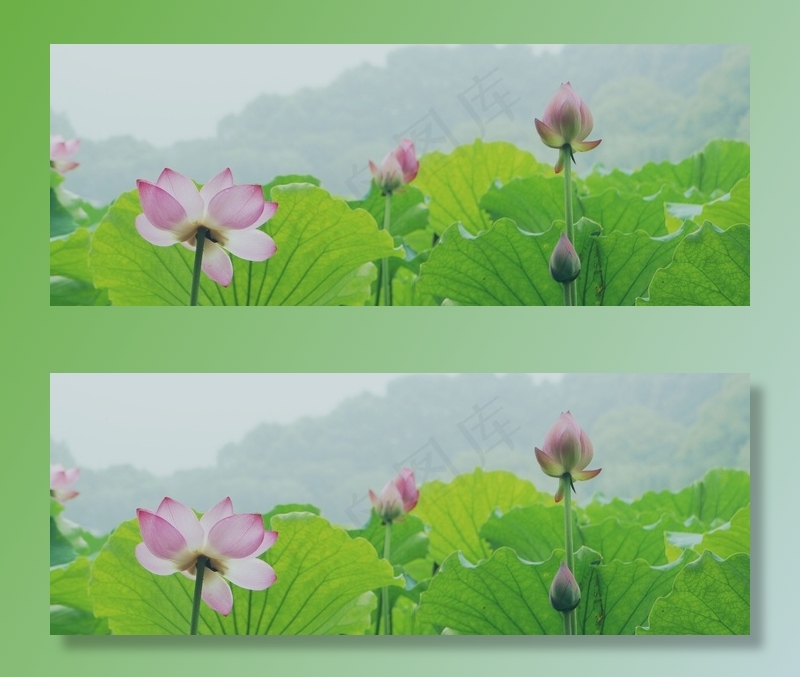 莲花，杭州，西湖，池塘，自来水厂