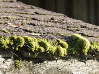 青苔，覆盖，屋顶，沥青，带状疱疹，噪声，潮湿