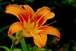 黄花菜，花，盛开，百合，植物学，宏，性质