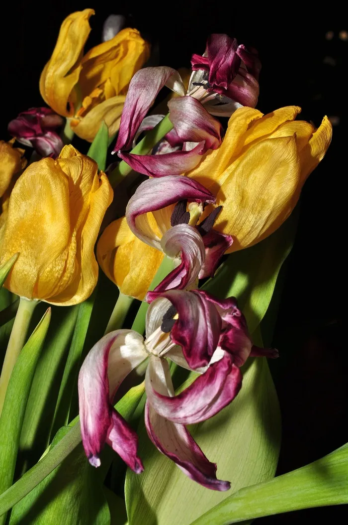 鲜花，郁金香，盛开，黄色，紫色