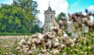 建筑,树,寺塔,荷花,风景,田野里的教堂