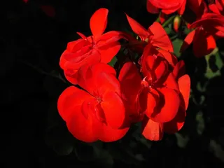 天竺葵，红色，植物，鲜花，多彩