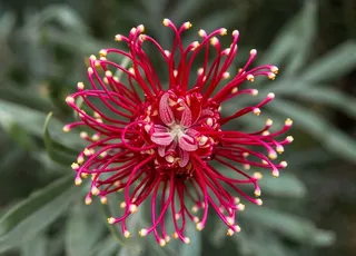 Grevillea，花，澳大利亚，本机，粉红色，红色，白色