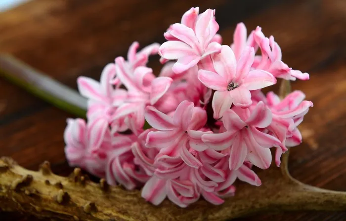 风信子，花，春天的花朵，香花