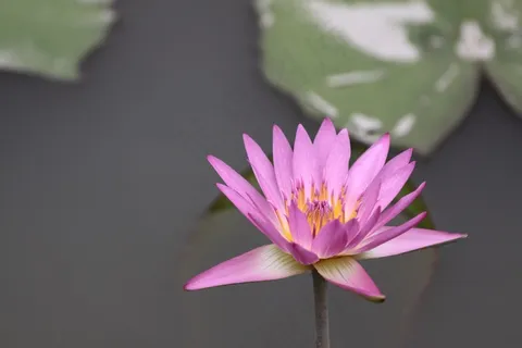花,莲花,莲花,植物,自然 花,莲花,莲花,植物,自然