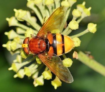 昆虫，盐水蝇，Volucella，Zonaria